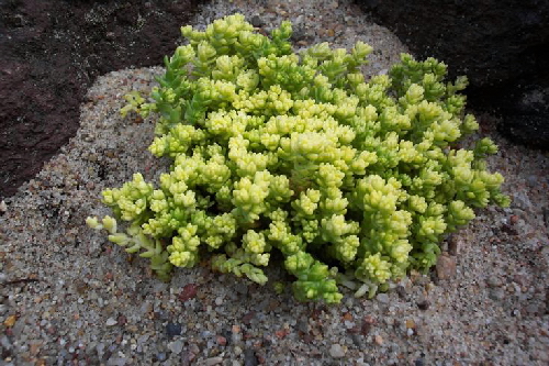 sedum acre cv.elegans